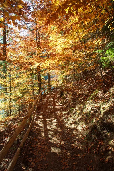 Trail path in coniferous deciduous forest park in autumn sun — Stock Photo, Image