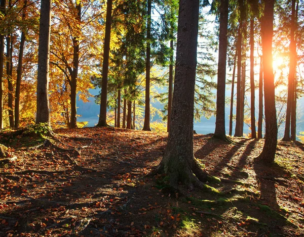 Fondo Colorido Bosque Árboles Troncos Hojas Luz Del Atardecer —  Fotos de Stock