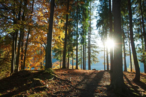 Fondo Colorido Bosque Árboles Troncos Hojas Luz Del Atardecer —  Fotos de Stock