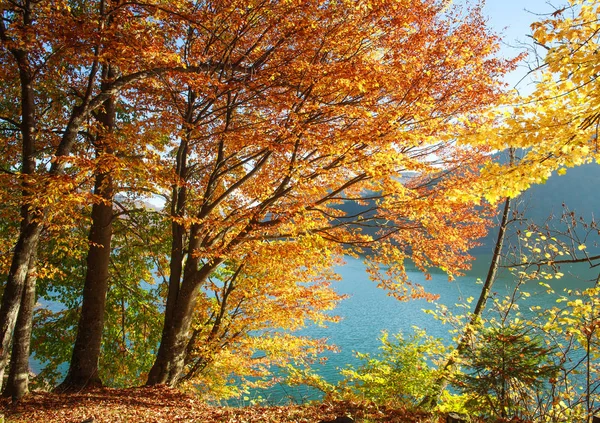 Arka Plan Renkli Orman Ağaç Gövdeleri Yaprakları Günbatımı Işık — Stok fotoğraf