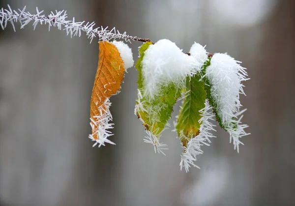 Κατεψυγμένα Φύλλα Στα Κλαδιά Των Δένδρων Χειμώνα Σχέδια Του Πάγου — Φωτογραφία Αρχείου