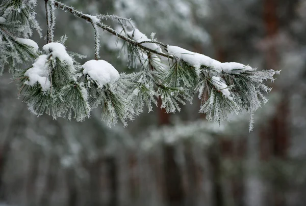 Κατεψυγμένα Βελόνες Από Πεύκο Δέντρα Κλάδους Χειμώνα Μοτίβα Όγκους Φόντο — Φωτογραφία Αρχείου