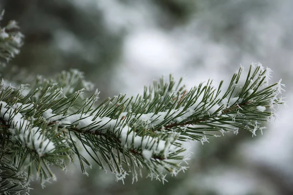 Frozen Needles Pine Trees Branches Winter Patterns Floes Background Beauty — Stock Photo, Image