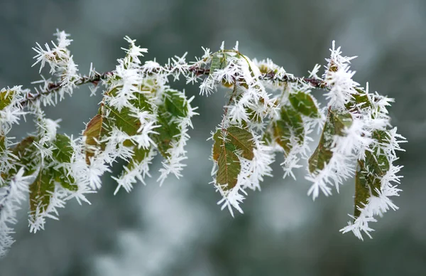 Κατεψυγμένα Φύλλα Στα Κλαδιά Των Δένδρων Χειμώνα Σχέδια Του Πάγου — Φωτογραφία Αρχείου