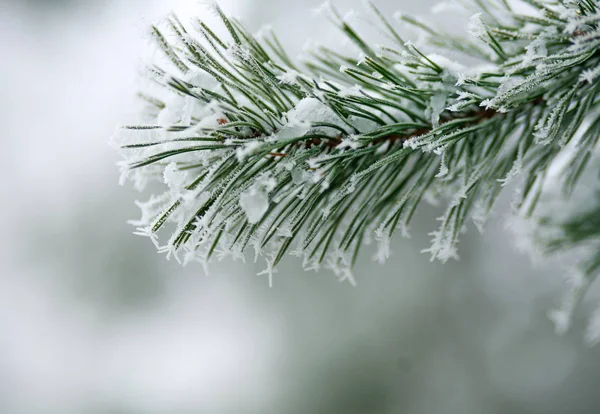冬パターンの流氷と自然の美しさを背景に松の木の枝の針を凍結 — ストック写真
