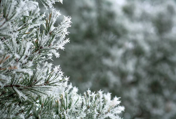 Frozen Needles Pine Trees Branches Winter Patterns Floes Background Beauty — Stock Photo, Image