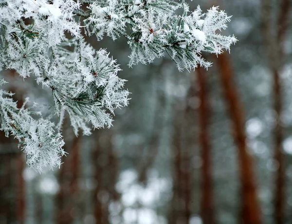 Frozen Branches Pine Tree Spines Covered Frost Forest Foggy Winter — Stock Photo, Image
