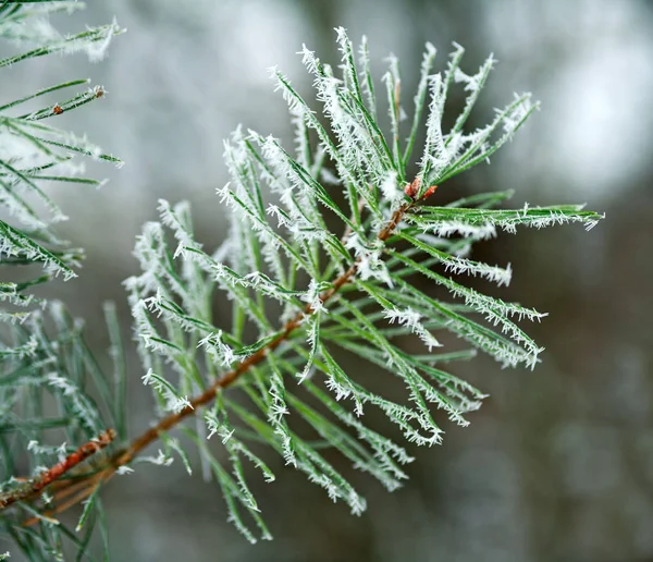 Frozen Branches Pine Tree Spines Covered Frost Forest Foggy Winter — Stock Photo, Image