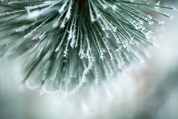 Frozen Branches Pine Tree Spines Covered Frost Forest Foggy Winter — Stock Photo, Image