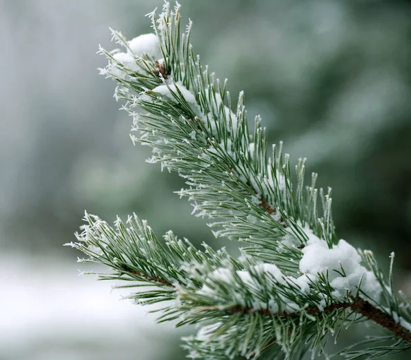 Frozen Branches Pine Tree Spines Covered Frost Forest Foggy Winter — Stock Photo, Image