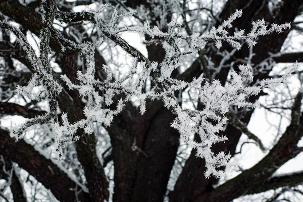 Bevroren Boomtakken Bedekt Met Vorst Ijs Een Winterochtend Mist — Stockfoto