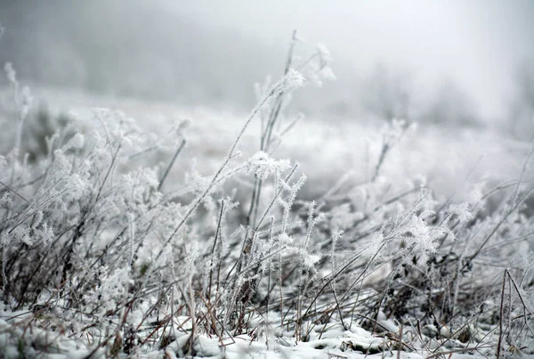 Frozen Field Covered Frost Grass Winter Morning Fog — Stock Photo, Image