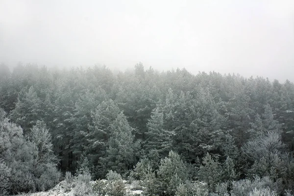 Mrożone Lasu Sosny Pokryte Szronem Zimowy Poranek Mgle — Zdjęcie stockowe