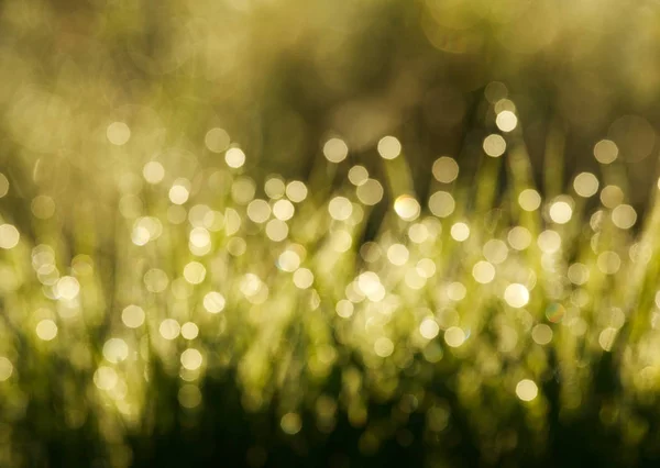 Blurred Background Grass Meadow Bokeh Sunset Light — Stock Photo, Image