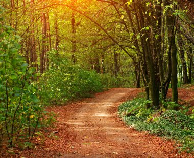 Gün batımında güneş ışığı altında yeşil bir yaprak döken orman yolundaki renkli iz, woods manzara