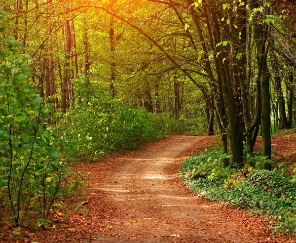 Färgglada Trail Sökvägen Grön Lövskog Solljus Vid Solnedgången Woods Landskap — Stockfoto