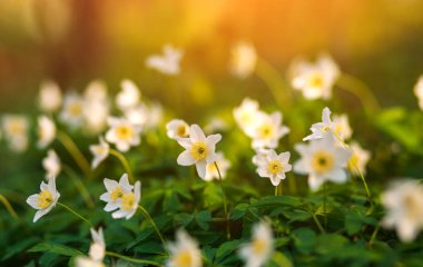 Günbatımı ışığı yeşil alanı, baharında bir vahşi çayır çiçek beyaz çiçekler