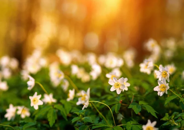 Fleurs blanches dans la prairie sauvage fleurissent au printemps à la lumière du coucher du soleil — Photo