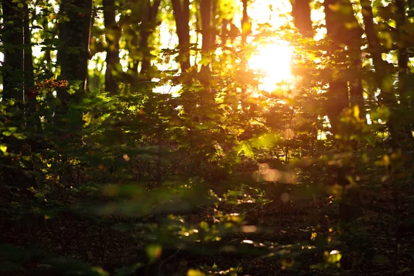 Luz solar ao pôr do sol através de árvores verdes na floresta de verão — Fotografia de Stock