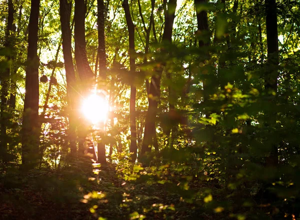 Luz Solar Pôr Sol Através Árvores Verdes Floresta Verão Pano — Fotografia de Stock