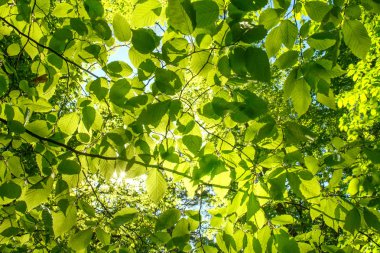 Ormanda, Doğa arka plan parlak güneşli bir günde ağaçlarının yemyeşil taze yeşil yeşillik