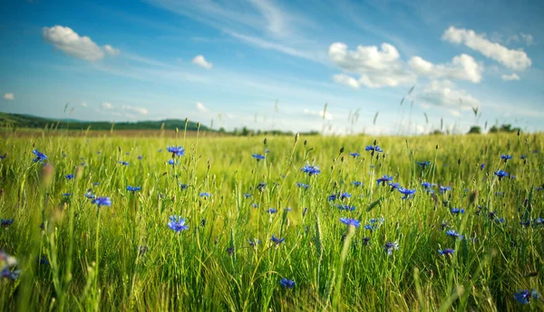 Pradera Flores Verdes Con Flores Primavera Contra Cielo Azul Las —  Fotos de Stock