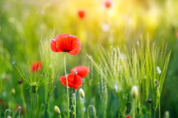 Rote Mohnblumen Blühen Auf Einer Grünen Frühlingswiese Sonnenuntergangslicht Frische Pur — Stockfoto