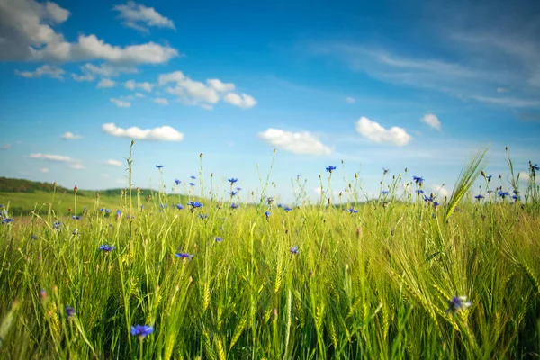 Grüne Blühende Wiese Mit Frühlingsblumen Vor Blauem Himmel Und Weißen — Stockfoto