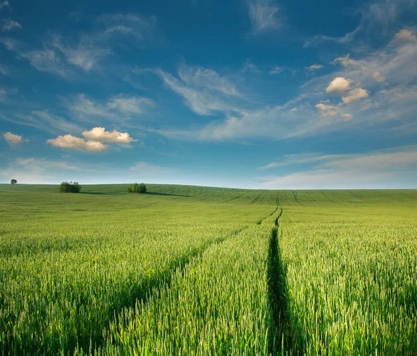 Wheat Grain Farm Green Field Cereal Plants Background Blue Sky — Stock Photo, Image