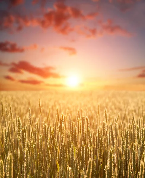 Grão Trigo Campo Amarelo Cereais Fundo Magnífica Luz Céu Amanhecer — Fotografia de Stock