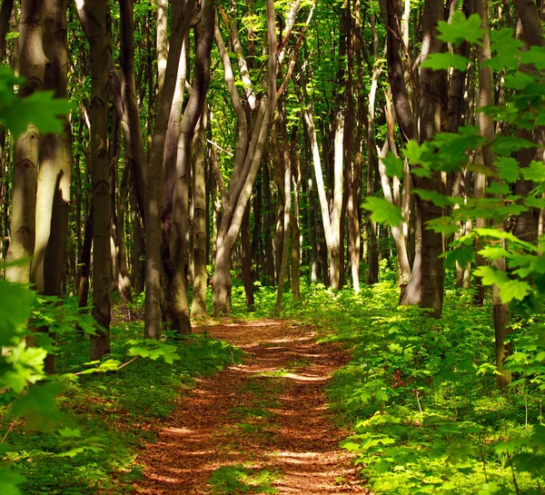 Caminho florestal em bosques decíduos verdes entre as árvores — Fotografia de Stock
