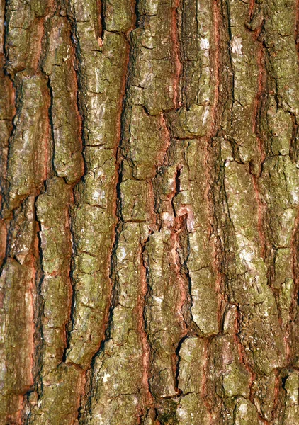 Doğa arka plan ağaç kabuğu doğal dokulu desen bitki gövdesi — Stok fotoğraf