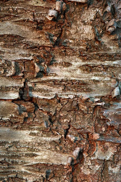 Natuur achtergrond boom schors natuurlijke getextureerde patroon plant trunk — Stockfoto