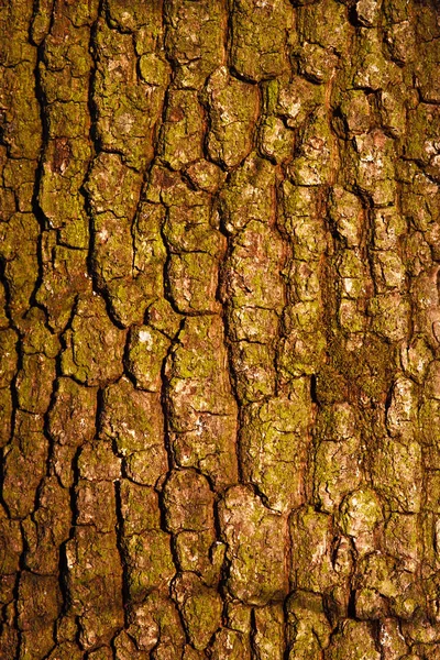 自然 背景 树皮 自然纹理图案 植物树干 — 图库照片