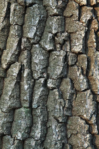 Natur bakgrunds träd bark naturliga strukturerade mönster Plant trunk — Stockfoto