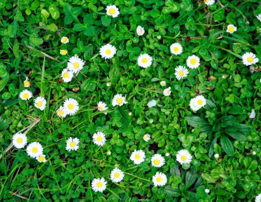 Çayırda taze yemyeşil çimenler, doğa arka planı