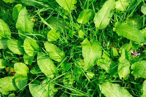 Herbe verte luxuriante fraîche dans le pré, fond de la nature — Photo