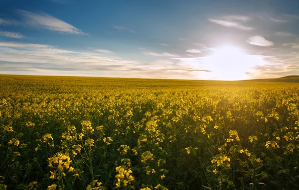 Sarı çiçeklertarım alanı, gün batımında kanola açan — Stok fotoğraf