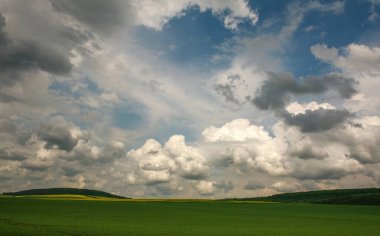 Mavi gökyüzünde tarımsal çiçek açan yeşil ve sarı tarla bitkileri