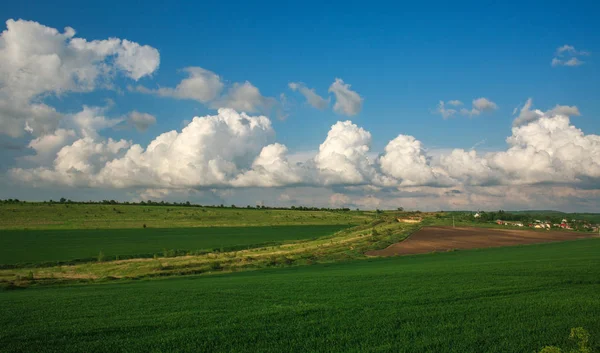 Landwirtschaftliche blühende grüne und gelbe Feldfrüchte am blauen Himmel — Stockfoto