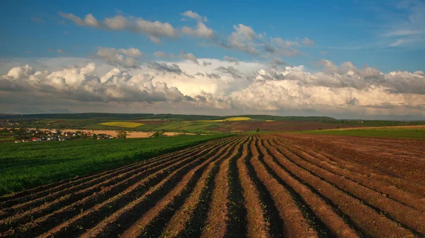Cultivos agrícolas de campo verde y amarillo en el cielo azul — Foto de Stock