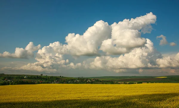 Culturas agrícolas florescendo verdes e amarelas no céu azul — Fotografia de Stock