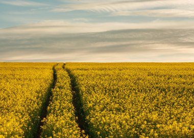 Kırsal kesimde kolza çiçek açan sarı alanlar