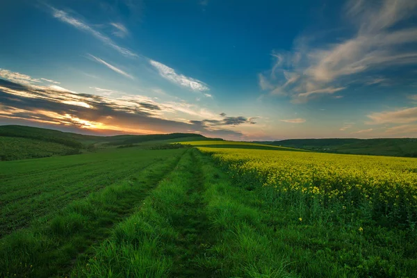 Fioritura campi gialli di fiori di colza in campagna — Foto Stock