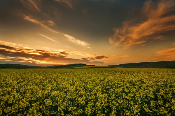 田舎で菜種の花の黄色い畑を咲かせる — ストック写真