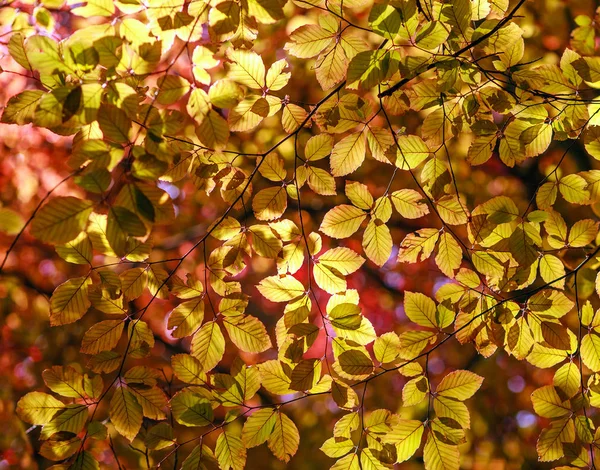 秋の日差しの美しさの自然の中で木のカラフルな葉 — ストック写真