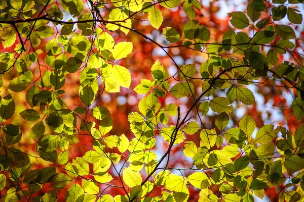Feuilles colorées d'arbres en automne soleil beauté nature — Photo