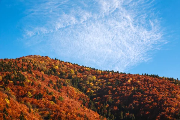 Montagnes d'automne couvertes de forêts colorées d'arbres jaunis — Photo