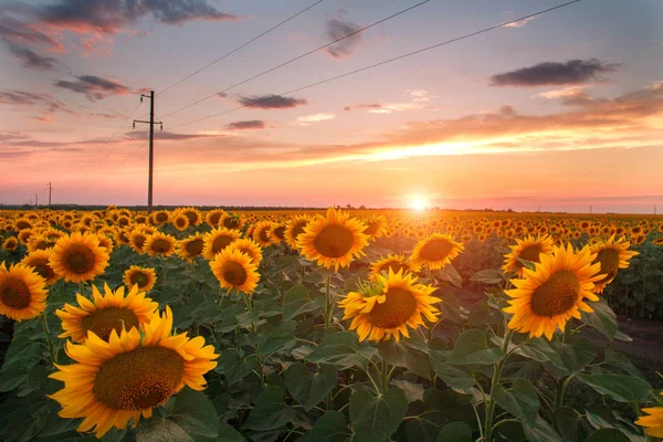 Campo fiorito di girasoli su cielo di tramonto di sera, agricolo — Foto Stock