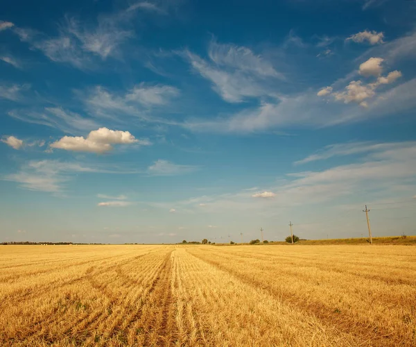 Champ de blé après récolte sur ciel bleu et nuages — Photo